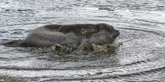 Elephant seal.jpg