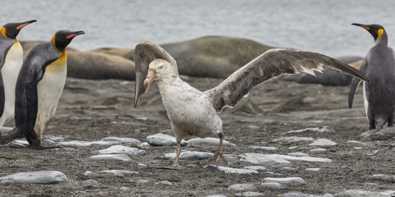 Giant petrel & king penguins (2).jpg