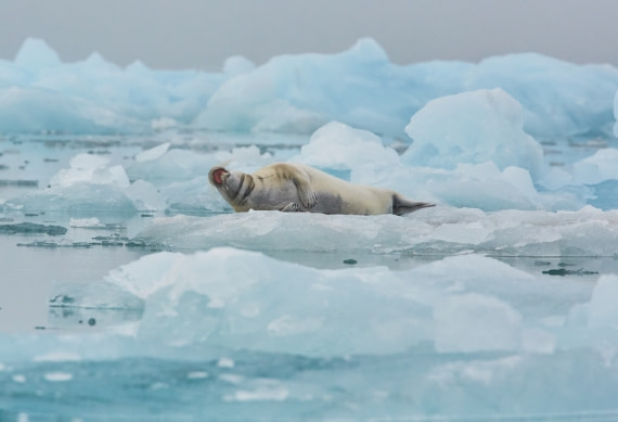 Bearded seal on the pack ice © Markus Eichenberger - Oceanwide Expeditions.jpg