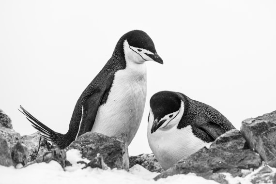 Chinstrap 1 6x4 © Sara Jenner - Oceanwide Expeditions.jpg