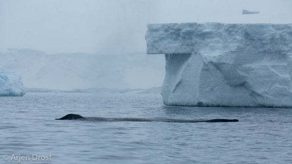 Humpback whale near Kinnes Cove © Arjen Drost, Natureview - Oceanwide Expeditions (1).jpg