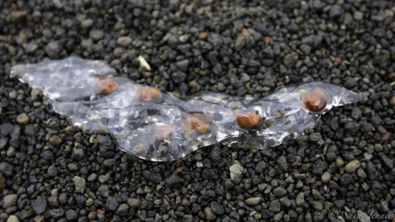 Marine biology, snails © Sara Jenner - Oceanwide Expeditions.jpeg