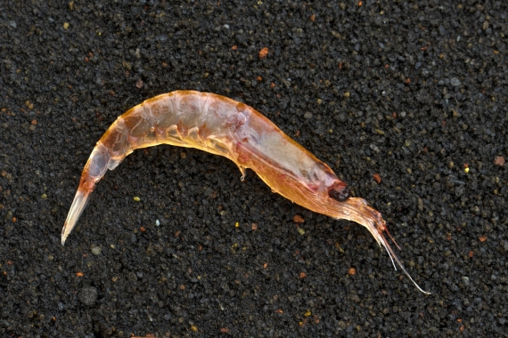 Marine biology, Krill © Werner Thiele - Oceanwide Expeditions.jpg