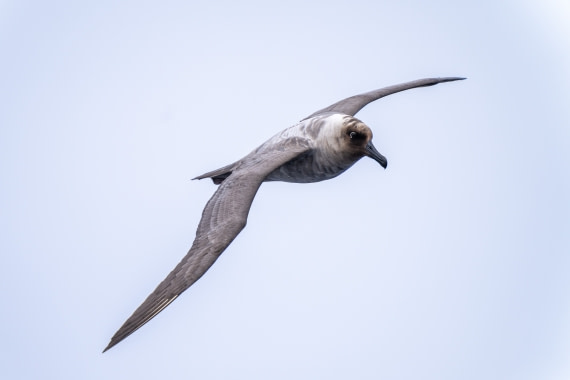 Petrel Head