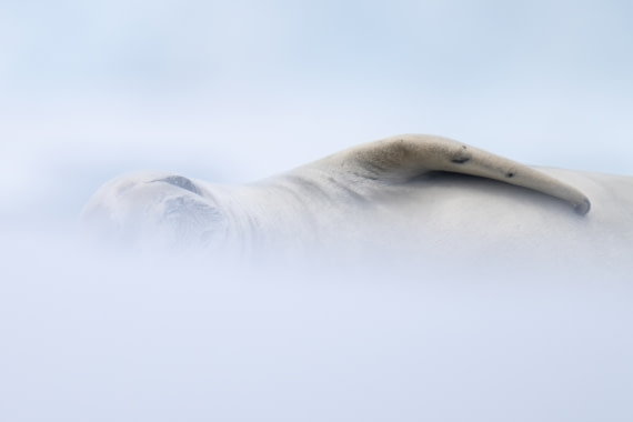 Snow Seal