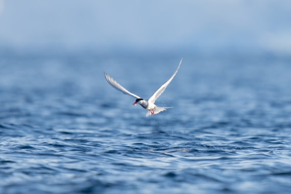 Your Tern to Fish