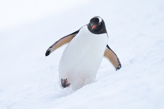 Penguin's Wobble