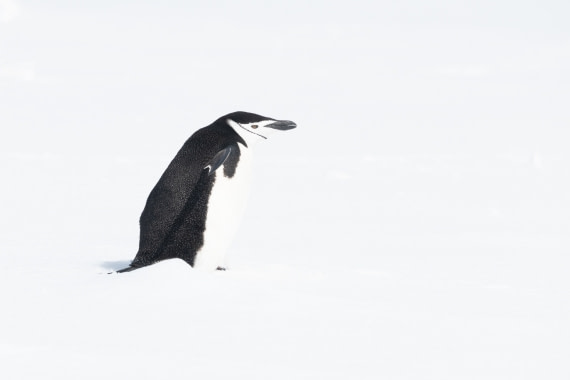 Black and White All Over