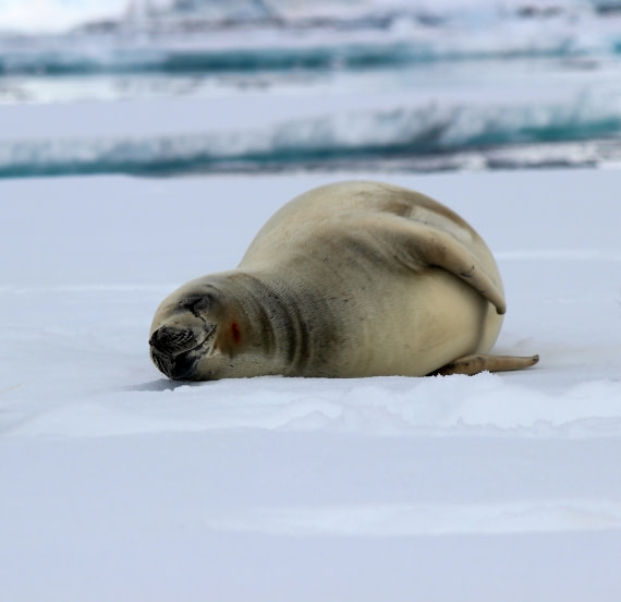 Lazy Seal