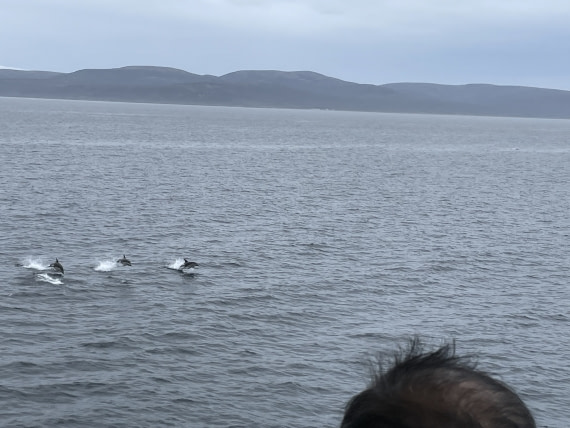 Drake Passage Dolphin Trio
