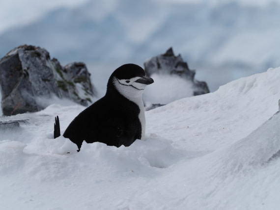 Smiling chinstrap penguin