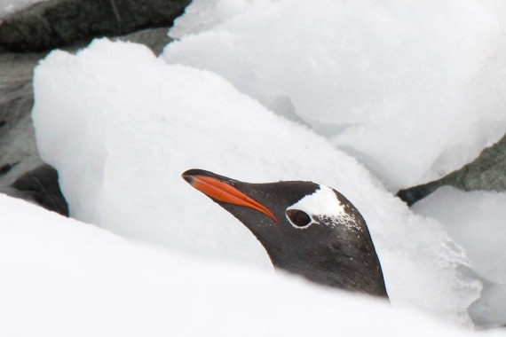 Gentoo