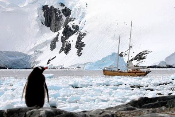 A Penguin's Perspective on a Sailboat at Antarctica