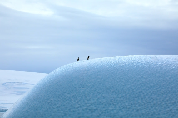 Pinguins on the ice moon