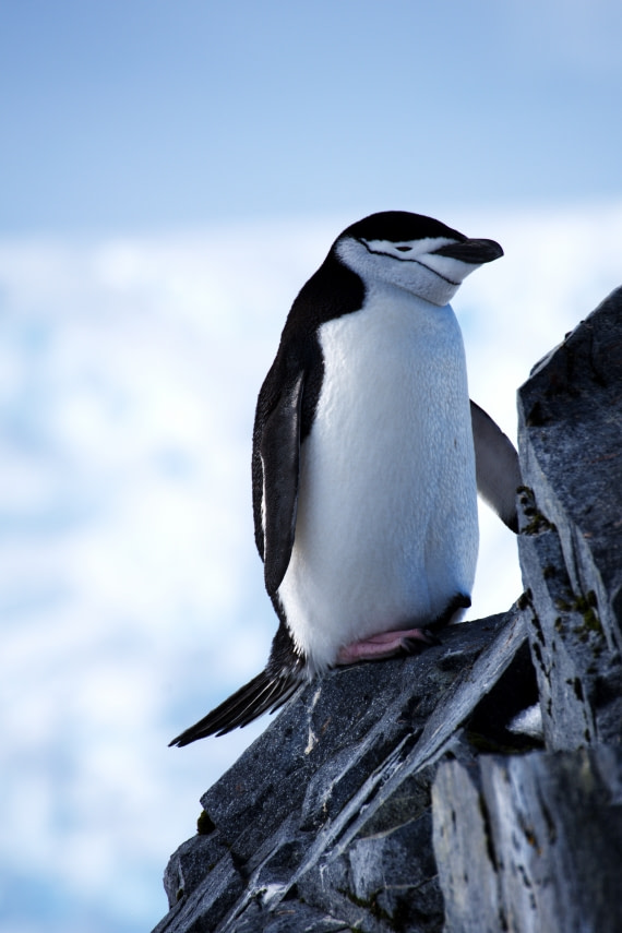 chinstrap penguin on a rock