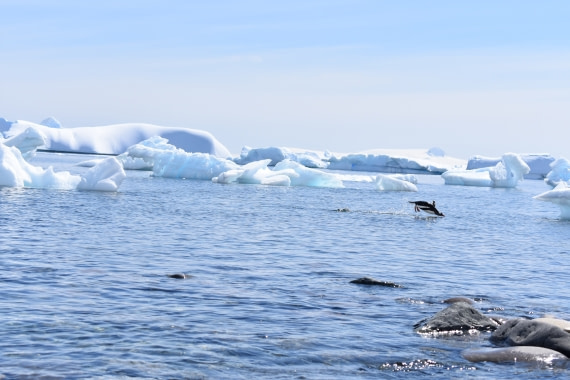 Penguin at Cuverville Island