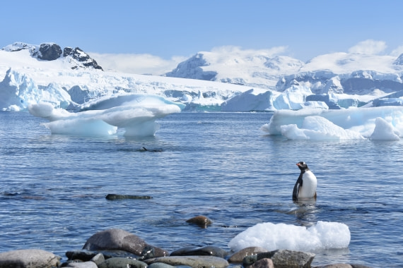 Swimming Gentoos at Cuverville