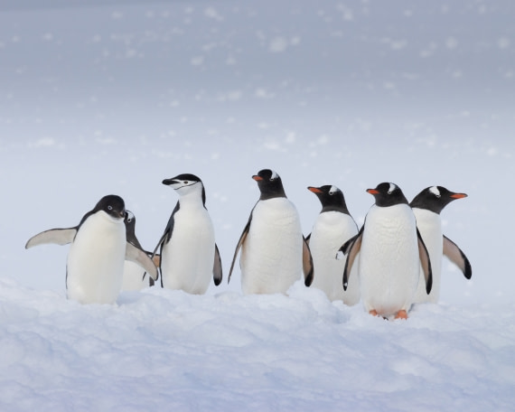 Gentoo, Adelie and Chinstrap united