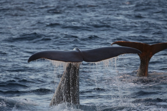 Sperm Whale