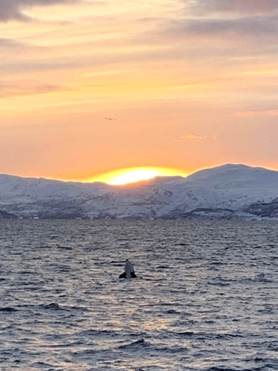 Spy hopping orca at sunset