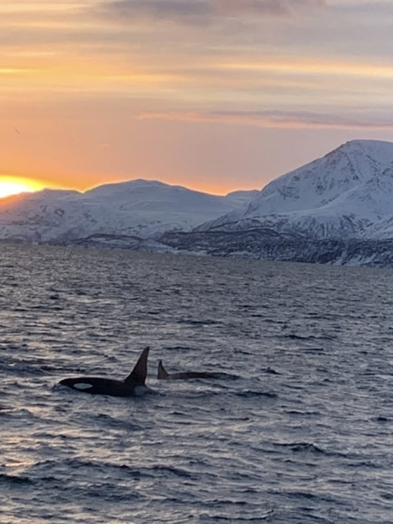 Orcas at sunset