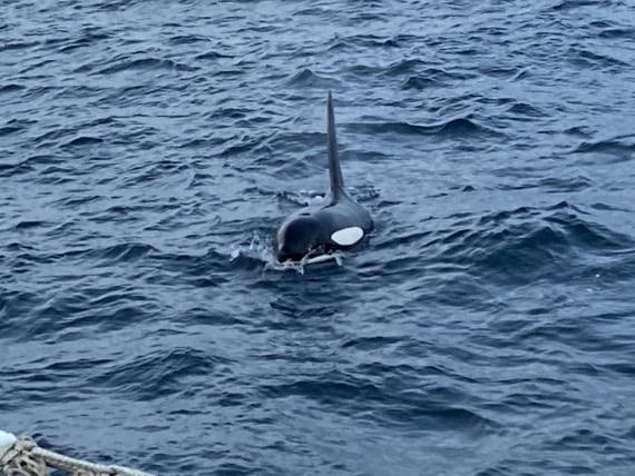 Orca near the Rembrandt