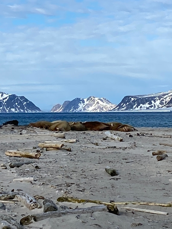 Lazy walruses on the Svalbard shore