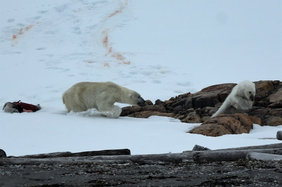 This meal is mine now!