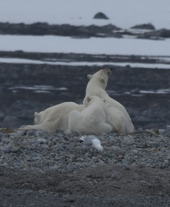 This meal is mine now 2