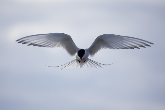Arctic Tern Svalbard