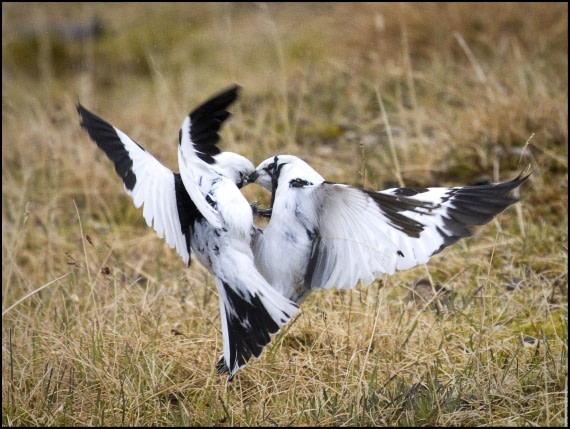 Fighting Snow Buntings Svalbard