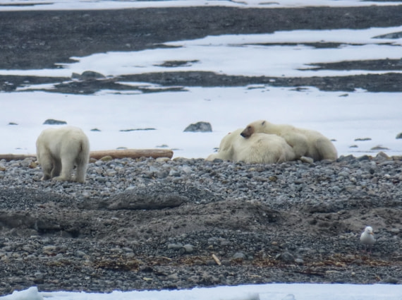 Mother with her cubs resting