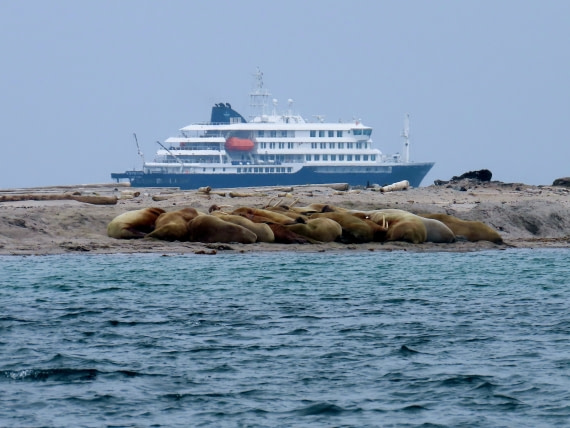 Hondius and walruses