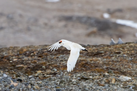 flying snow grouse