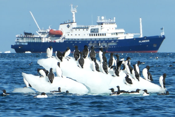 Guillemots cruise