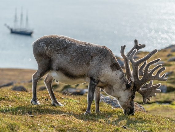 rendeer and rembrandt