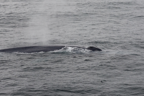 Blue Whale close by the ship