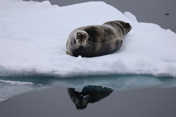 Bearded Seal on Ice
