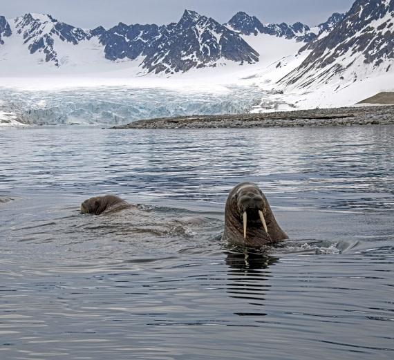 Walrus in Arctic waters