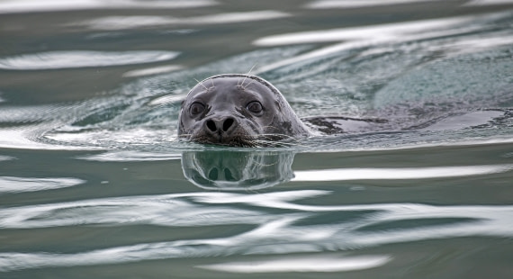 Bearded seal, a close encounter