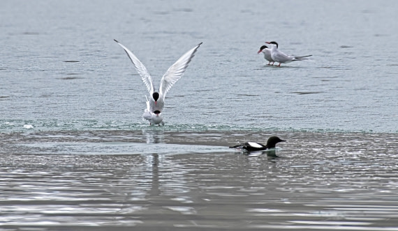 Love from the Arctic, Terns and a Guillemot