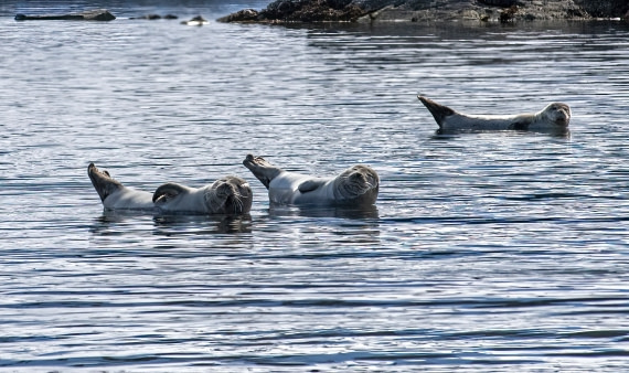 Happy seals