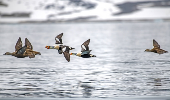 King Eider ducks flying by,  Svalbardd