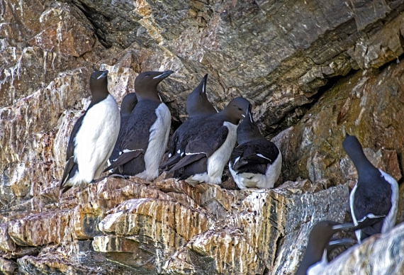 Guillemots in Bird Island,  Svalbard