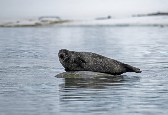 Rare sighting of a Ringed Seal,  Svalbard