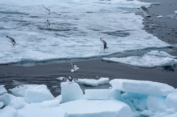 Glaucous Gulls over pack ice,  Svalbard