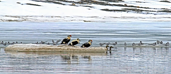 King Eider and Arctic Terns,  Svalbard