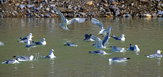Kittiwakes enjoying a bath,  Svalbard