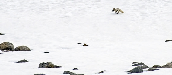 Arctic Fox with a Guillemot kill,  Svalbard