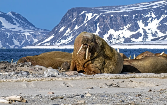 Walrus,  Svalbard